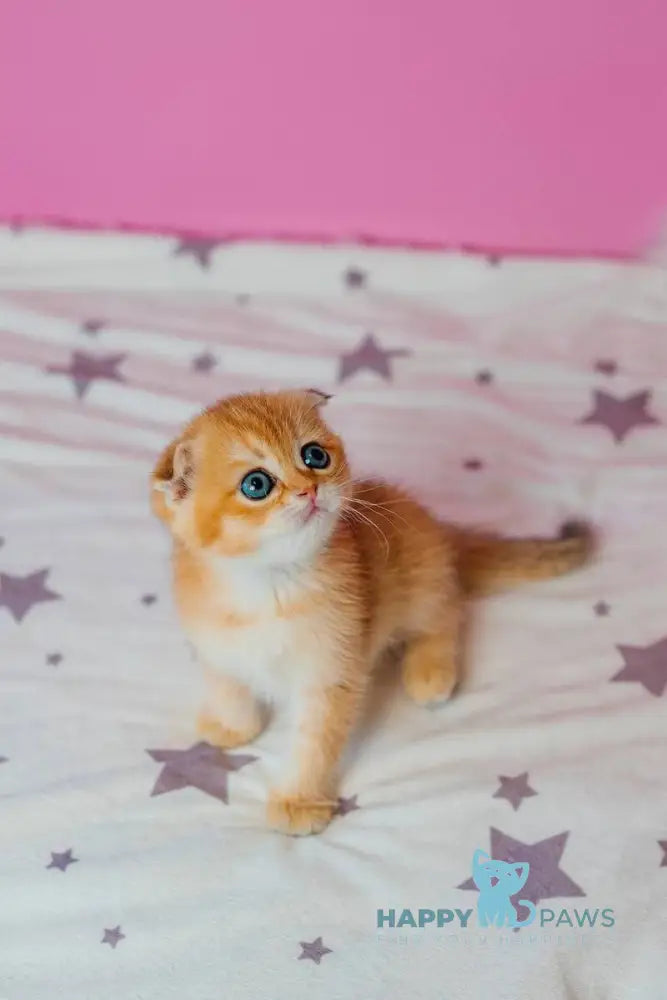 Zoe Scottish Fold female black golden shaded live animals