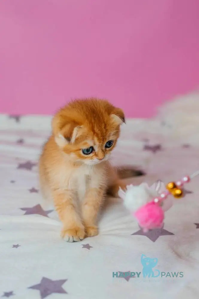 Zoe Scottish Fold female black golden shaded live animals
