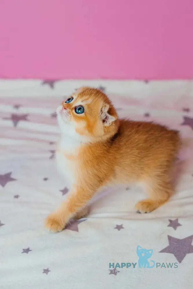 Zoe Scottish Fold female black golden shaded live animals