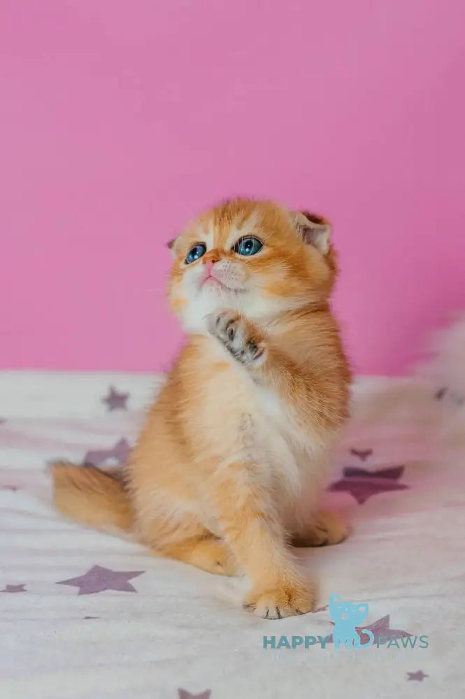 Zoe Scottish Fold female black golden shaded live animals