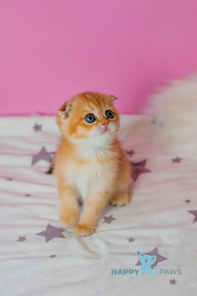 Zoe Scottish Fold female black golden shaded live animals