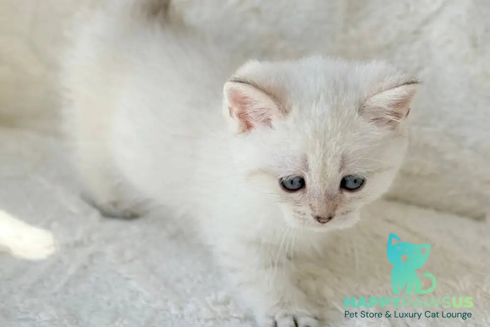 Zoi Munchkin female black golden shaded pointed - live animals