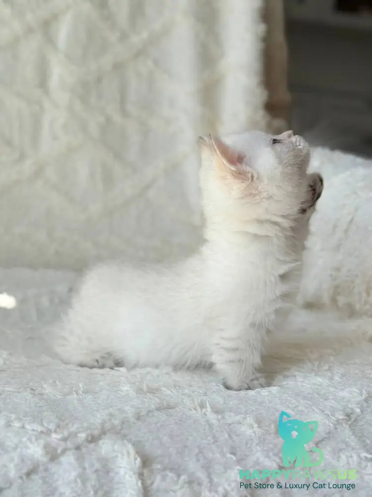 Zoi Munchkin female black golden shaded pointed - live animals