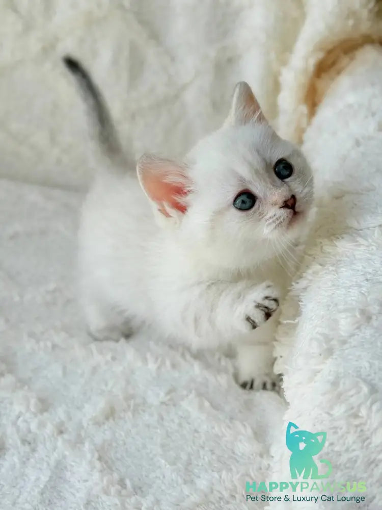 Zoi Munchkin female black golden shaded pointed - live animals