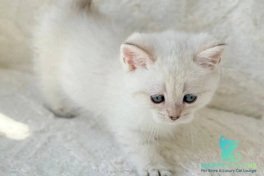 Zoi Munchkin female black golden shaded pointed - live animals