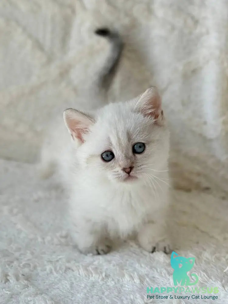 Zoi Munchkin female black golden shaded pointed - live animals