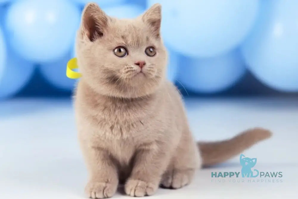 Zoia British Shorthair female fawn live animals