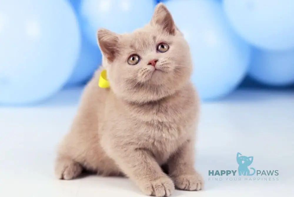 Zoia British Shorthair female fawn live animals