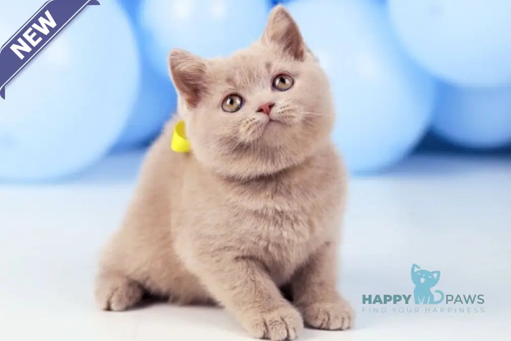 Zoia British Shorthair female fawn live animals