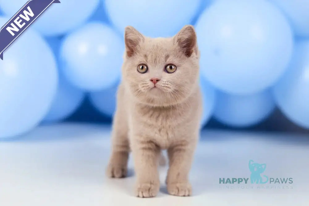 Zoia British Shorthair female fawn live animals