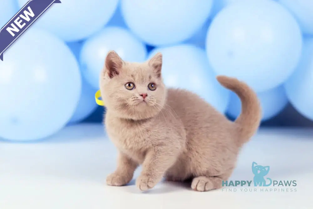 Zoia British Shorthair female fawn live animals