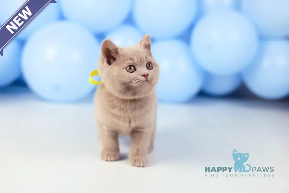 Zoia British Shorthair female fawn live animals