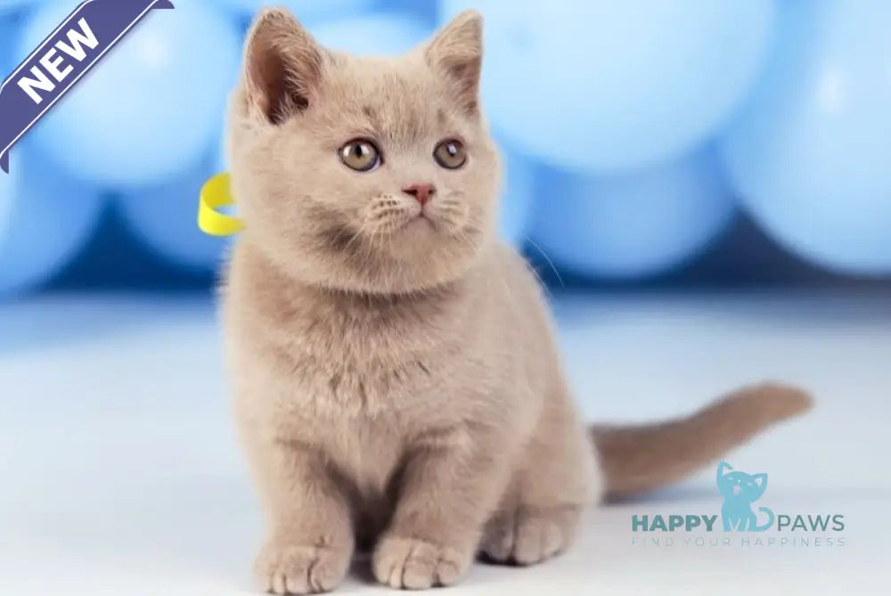 Zoia British Shorthair female fawn live animals