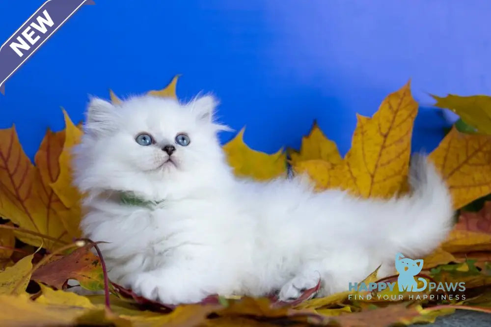 Zokki Scottish Straight female black silver tabby pointed live animals