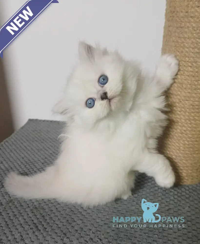 Zokki Scottish Straight female black silver tabby pointed live animals