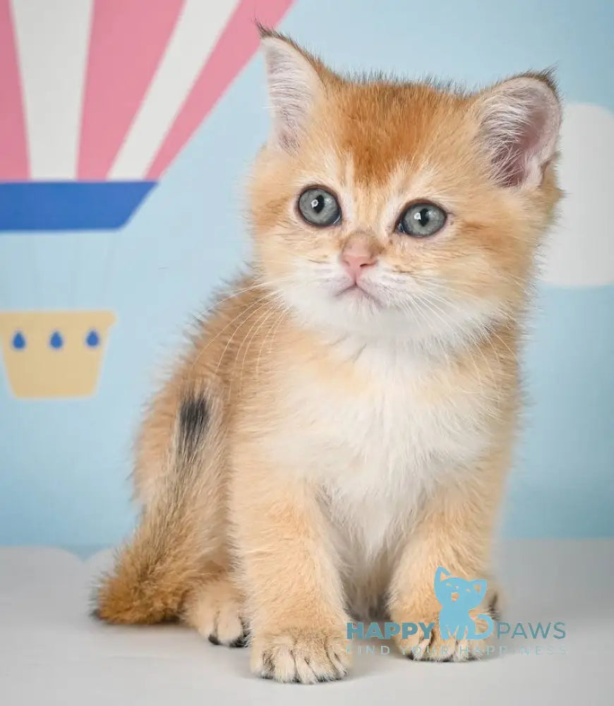 Zolla Scottish Straight female black golden shaded live animals