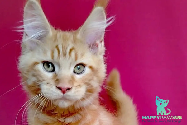 Zolotko Maine Coon male red - live animals