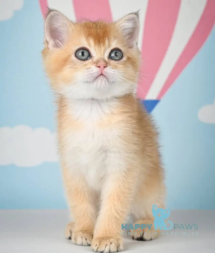 Zoltan Scottish Straight male black golden shaded live animals