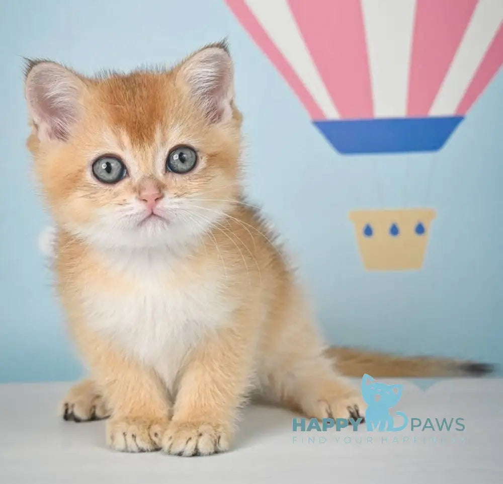 Zoltan Scottish Straight male black golden shaded live animals