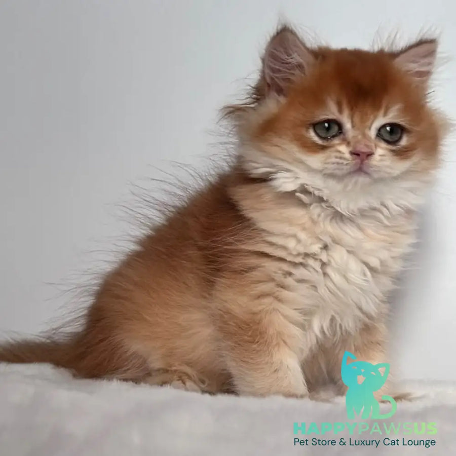 Zolton British Longhair male chocolate golden chinchilla - live animals