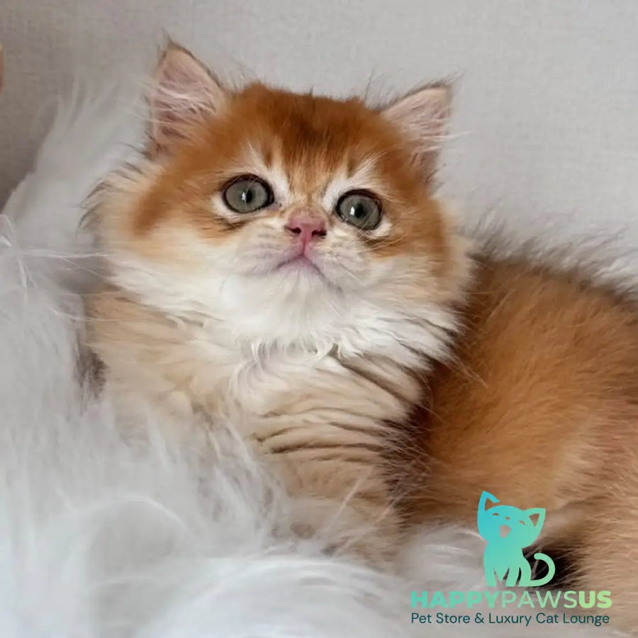 Zolton British Longhair male chocolate golden chinchilla - live animals
