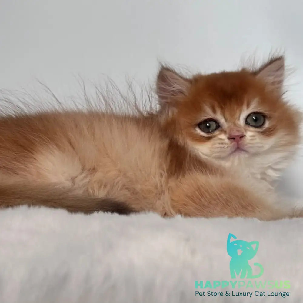 Zolton British Longhair male chocolate golden chinchilla - live animals