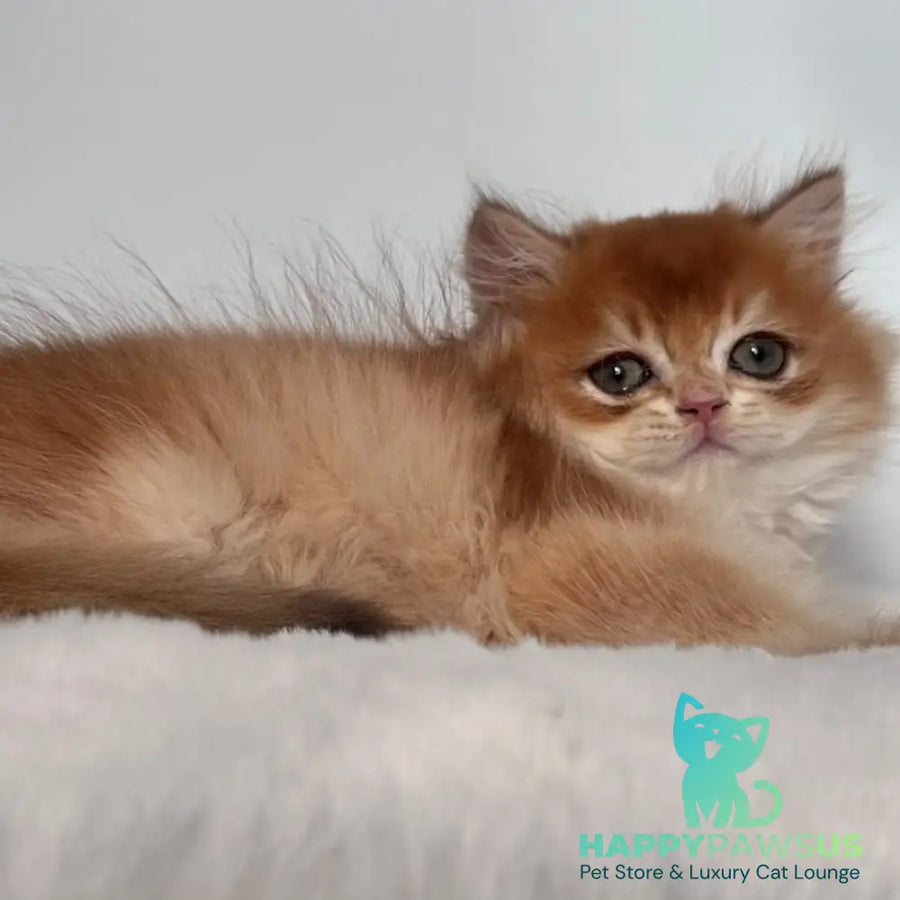 Zolton British Longhair male chocolate golden chinchilla - live animals