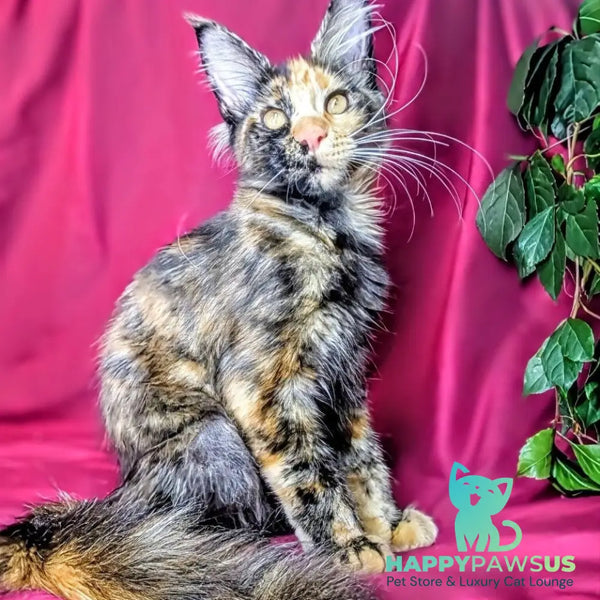 Zoola Maine Coon female black tortie - live animals
