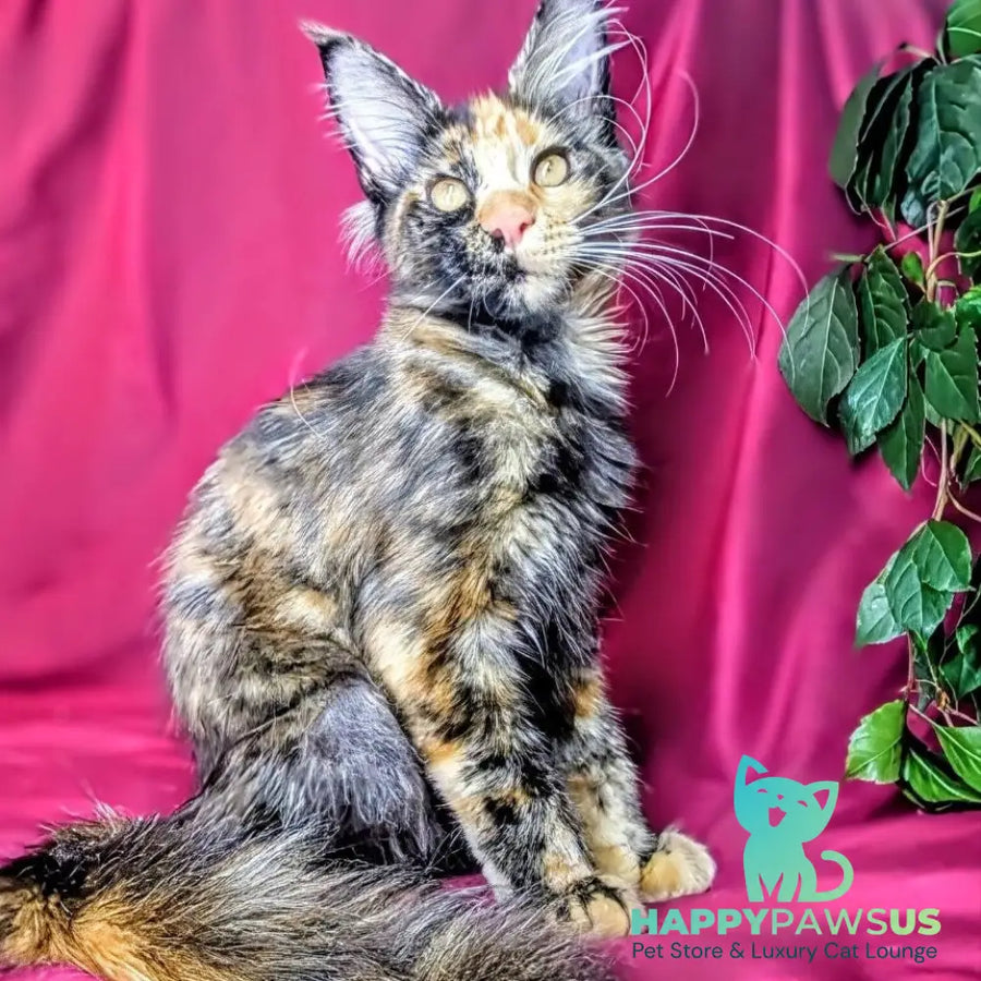 Zoola Maine Coon female black tortie - live animals