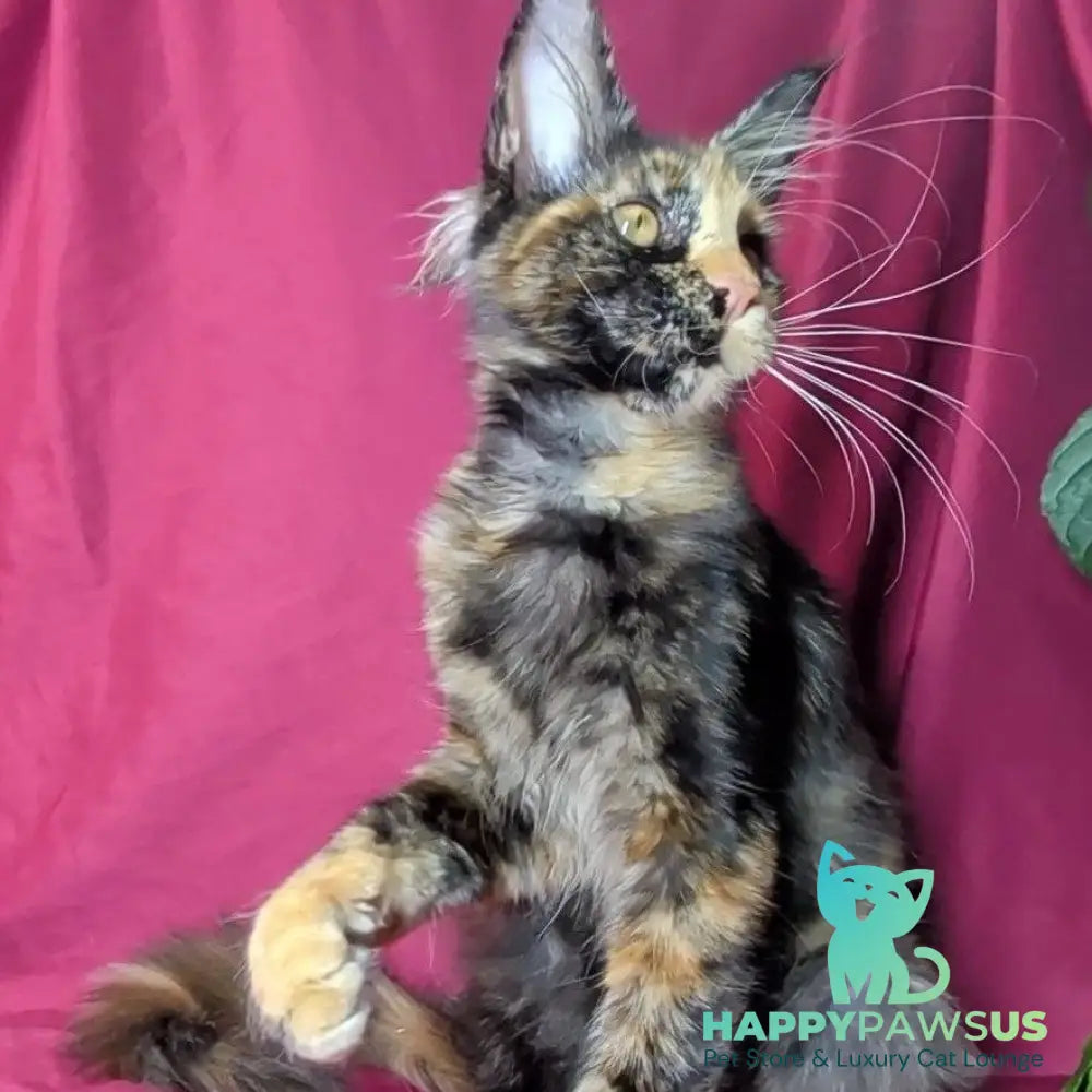 Zoola Maine Coon female black tortie - live animals