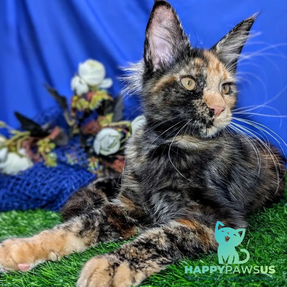 Zoola Maine Coon female black tortie - live animals
