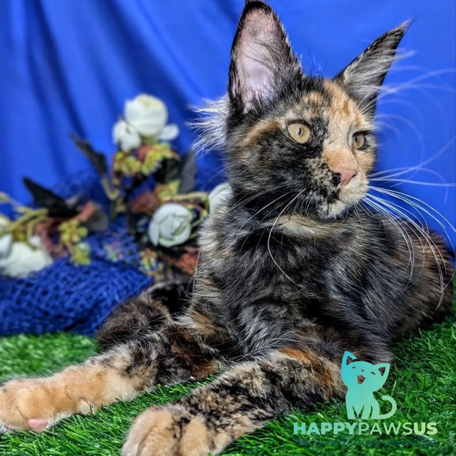 Zoola Maine Coon female black tortie - live animals