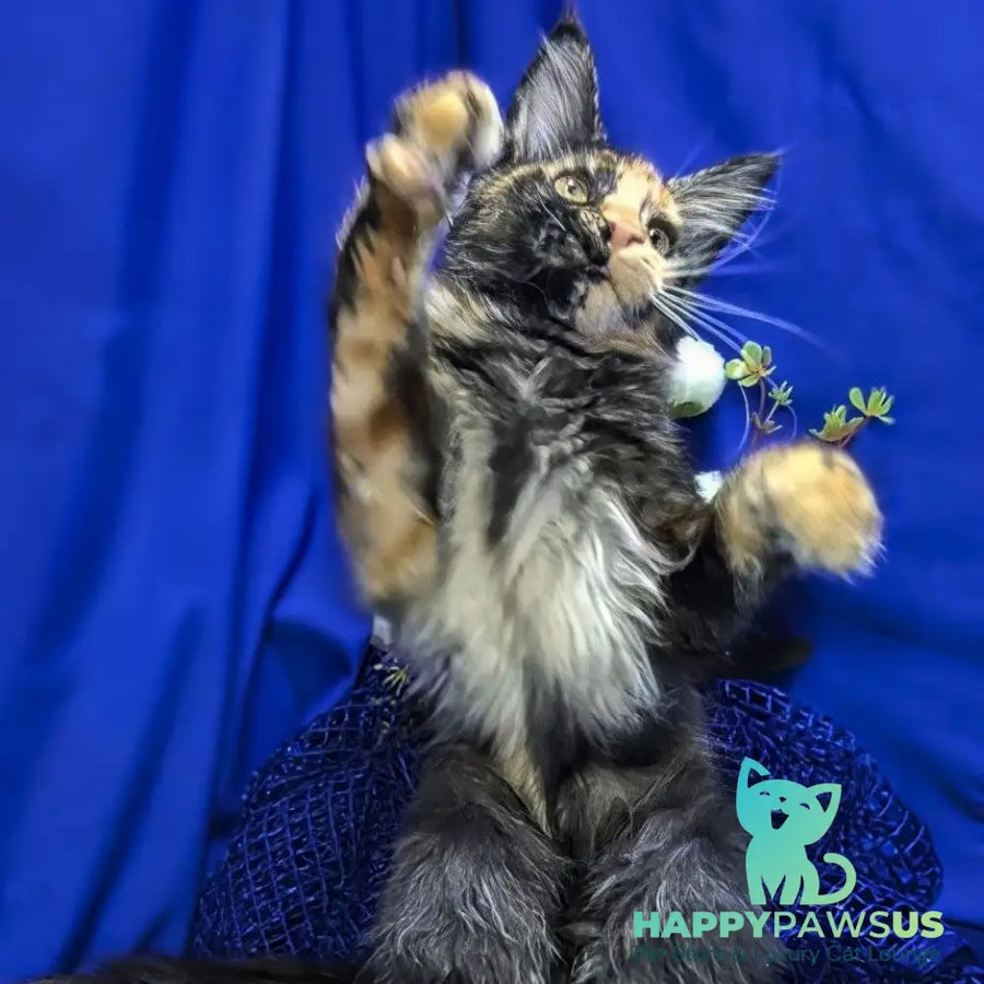 Zoola Maine Coon female black tortie - live animals