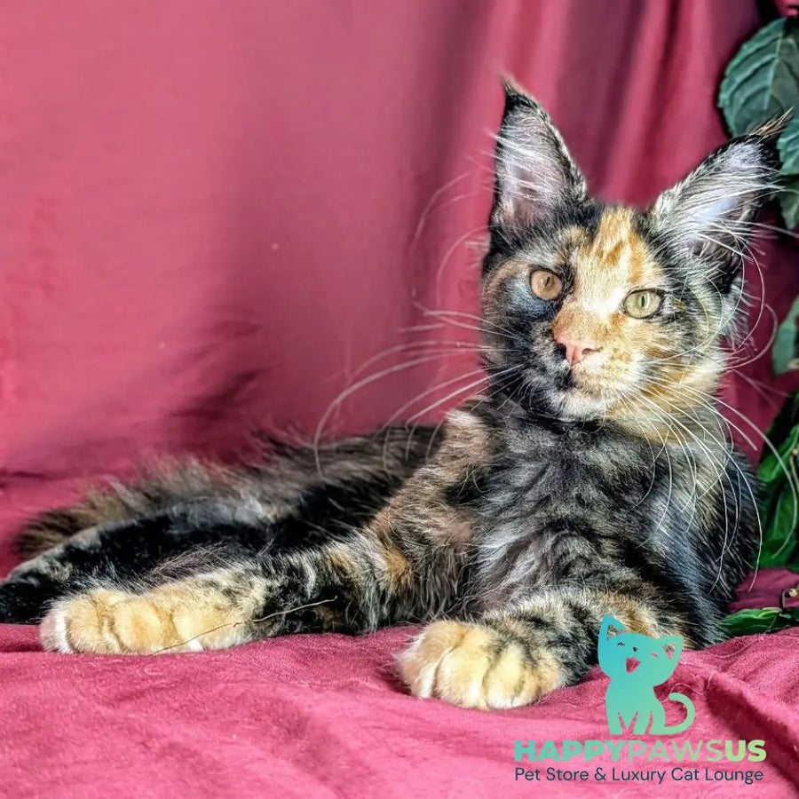 Zoola Maine Coon female black tortie - live animals