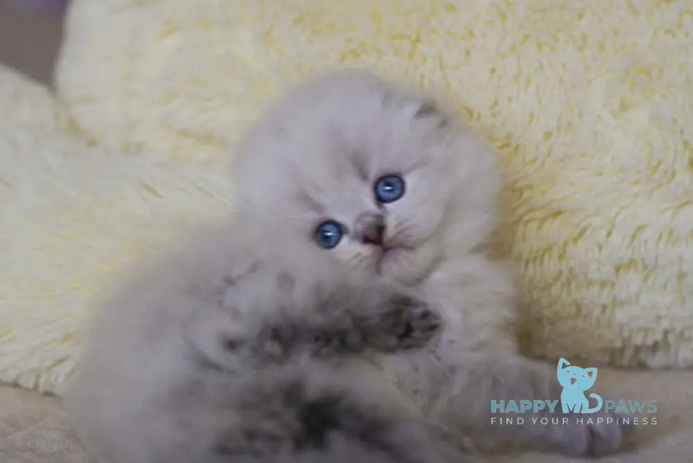 Zoom Scottish Fold Male Blue Tabby Pointed Live Animals