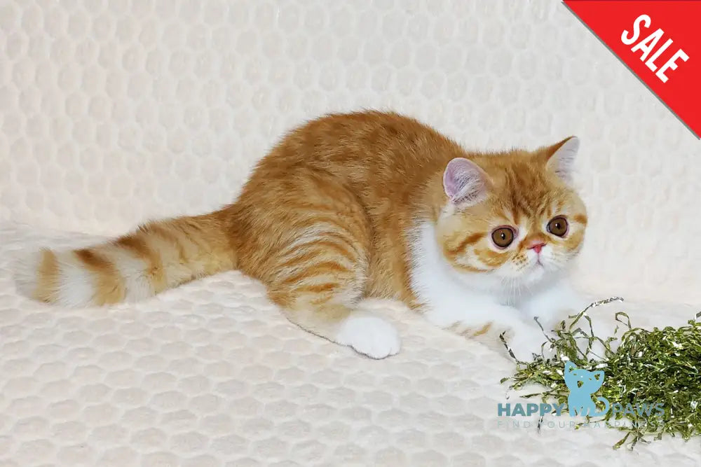 Zoran Exotic male red spotted tabby bicolour live animals