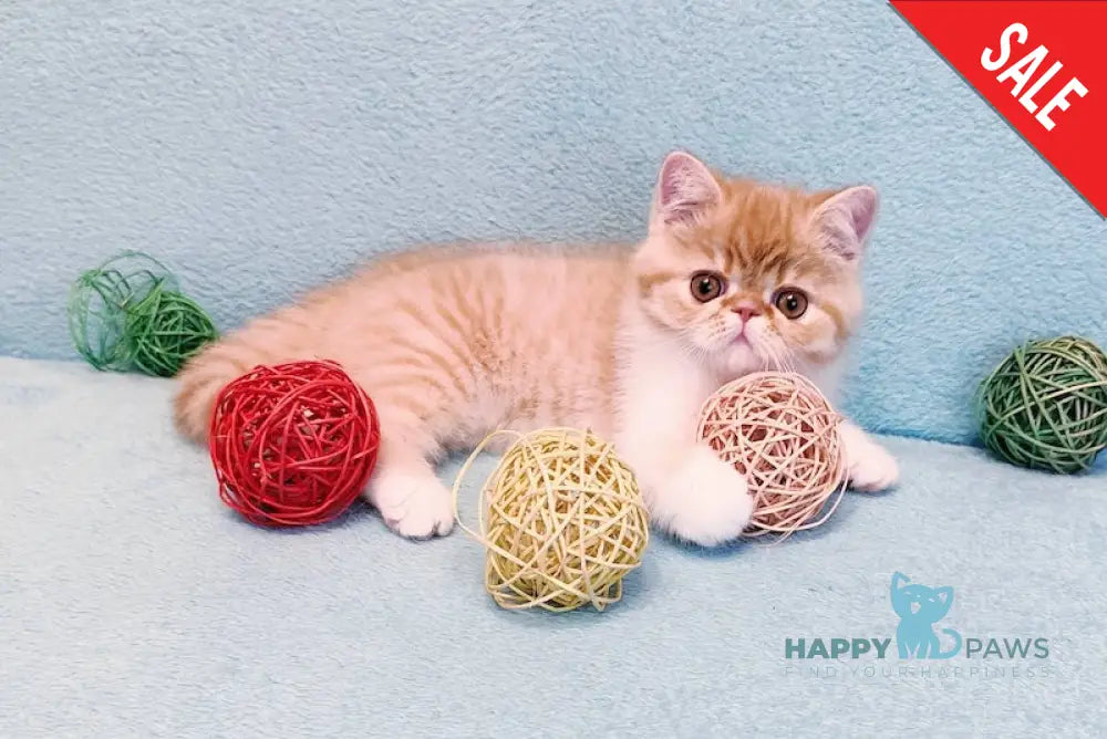 Zoran Exotic male red spotted tabby bicolour live animals