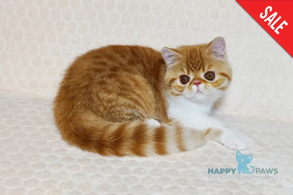 Zoran Exotic male red spotted tabby bicolour live animals