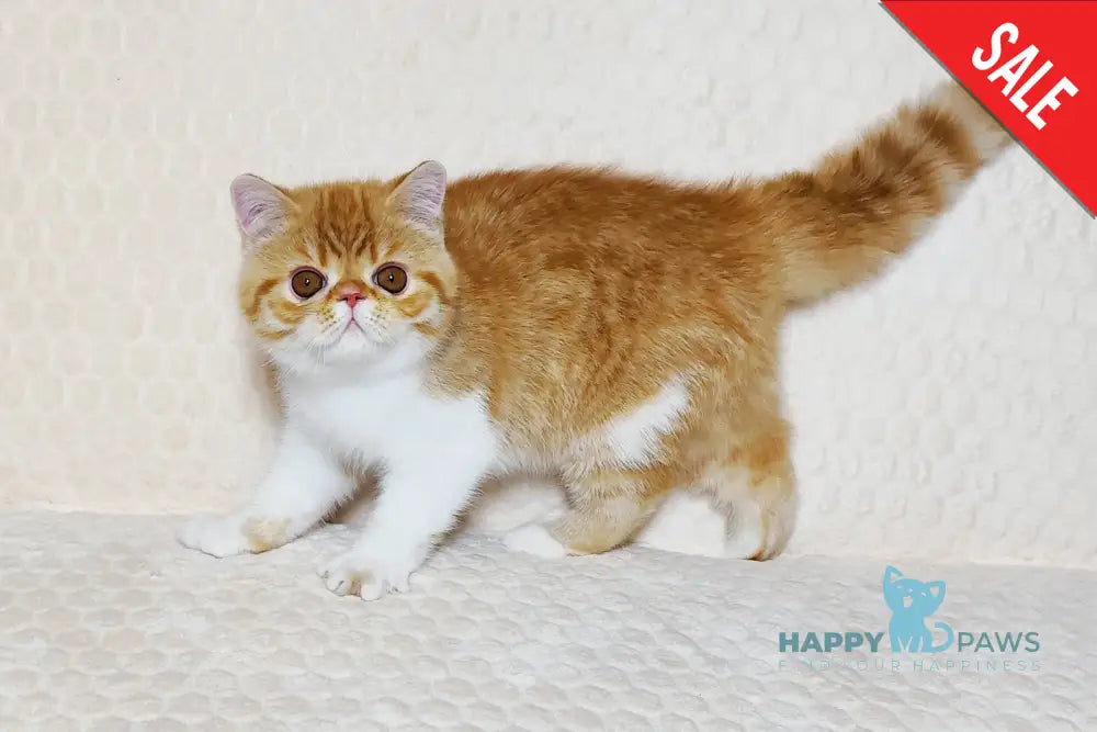 Zoran Exotic male red spotted tabby bicolour live animals