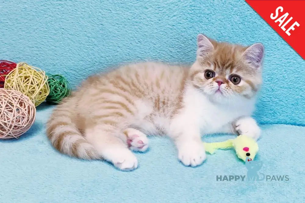 Zoran Exotic male red spotted tabby bicolour live animals