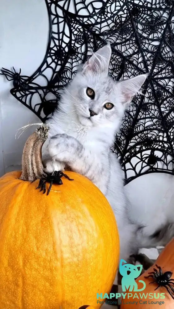 Zoran Maine Coon male black silver shaded live animals