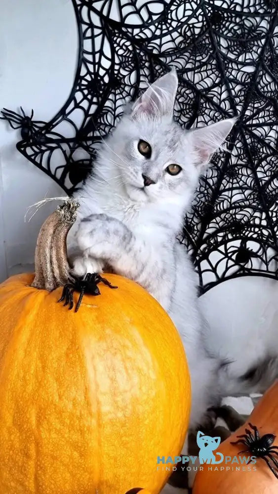 Zoran Maine Coon male black silver shaded live animals