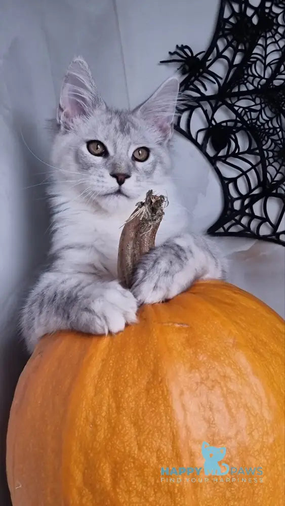 Zoran Maine Coon male black silver shaded live animals