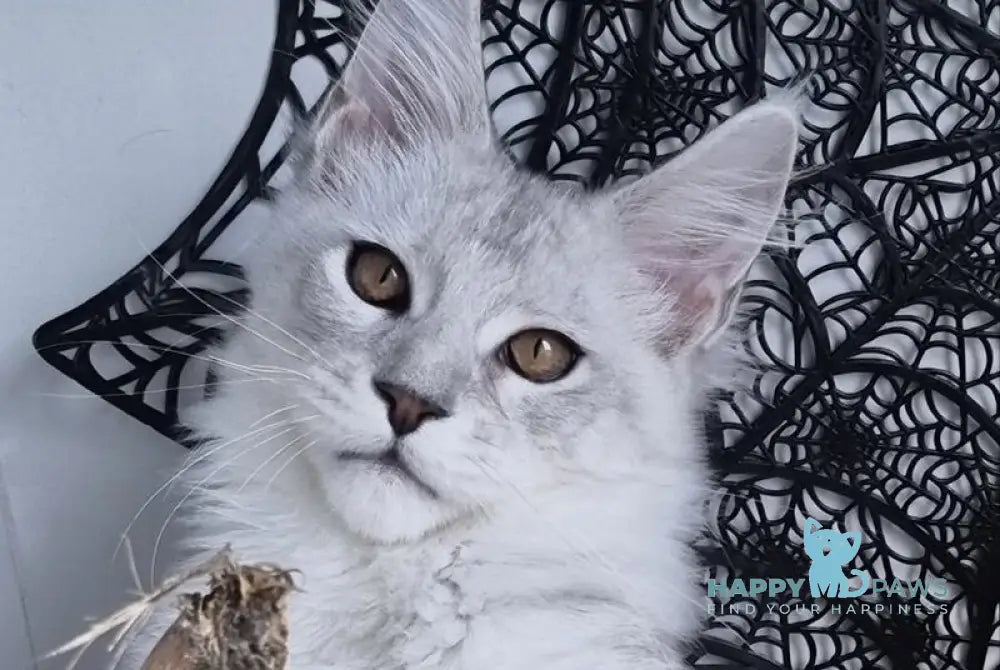 Zoran Maine Coon male black silver shaded live animals