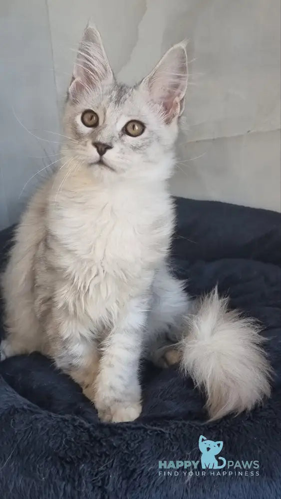 Zoran Maine Coon male black silver shaded live animals