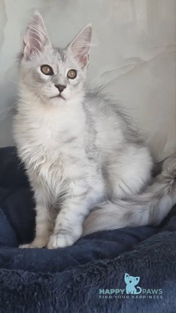 Zoran Maine Coon male black silver shaded live animals