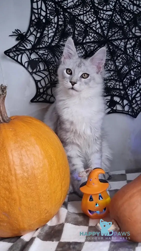 Zoran Maine Coon male black silver shaded live animals