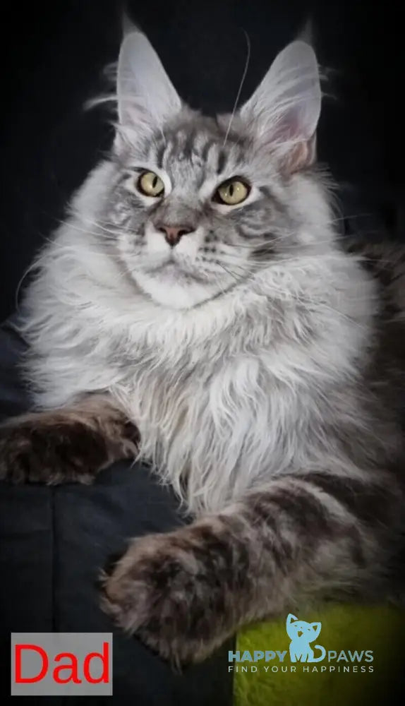 Zoran Maine Coon male black silver shaded live animals