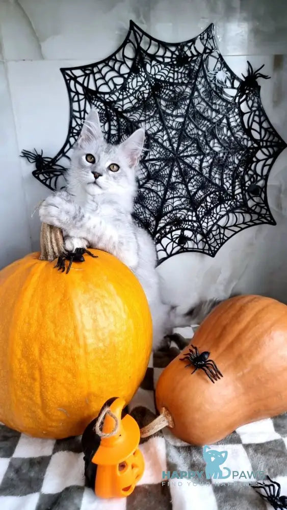 Zoran Maine Coon male black silver shaded live animals