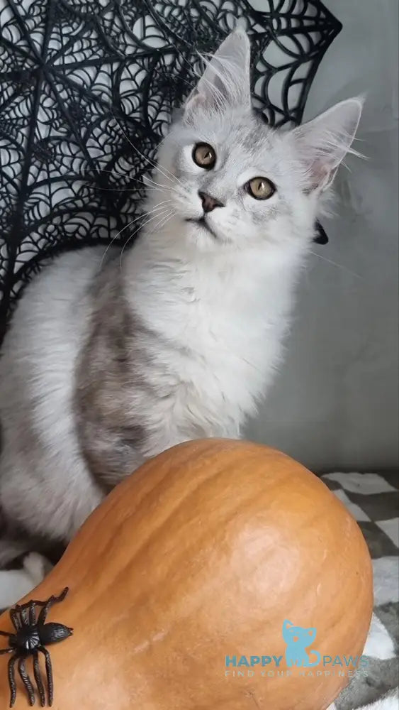 Zoran Maine Coon male black silver shaded live animals